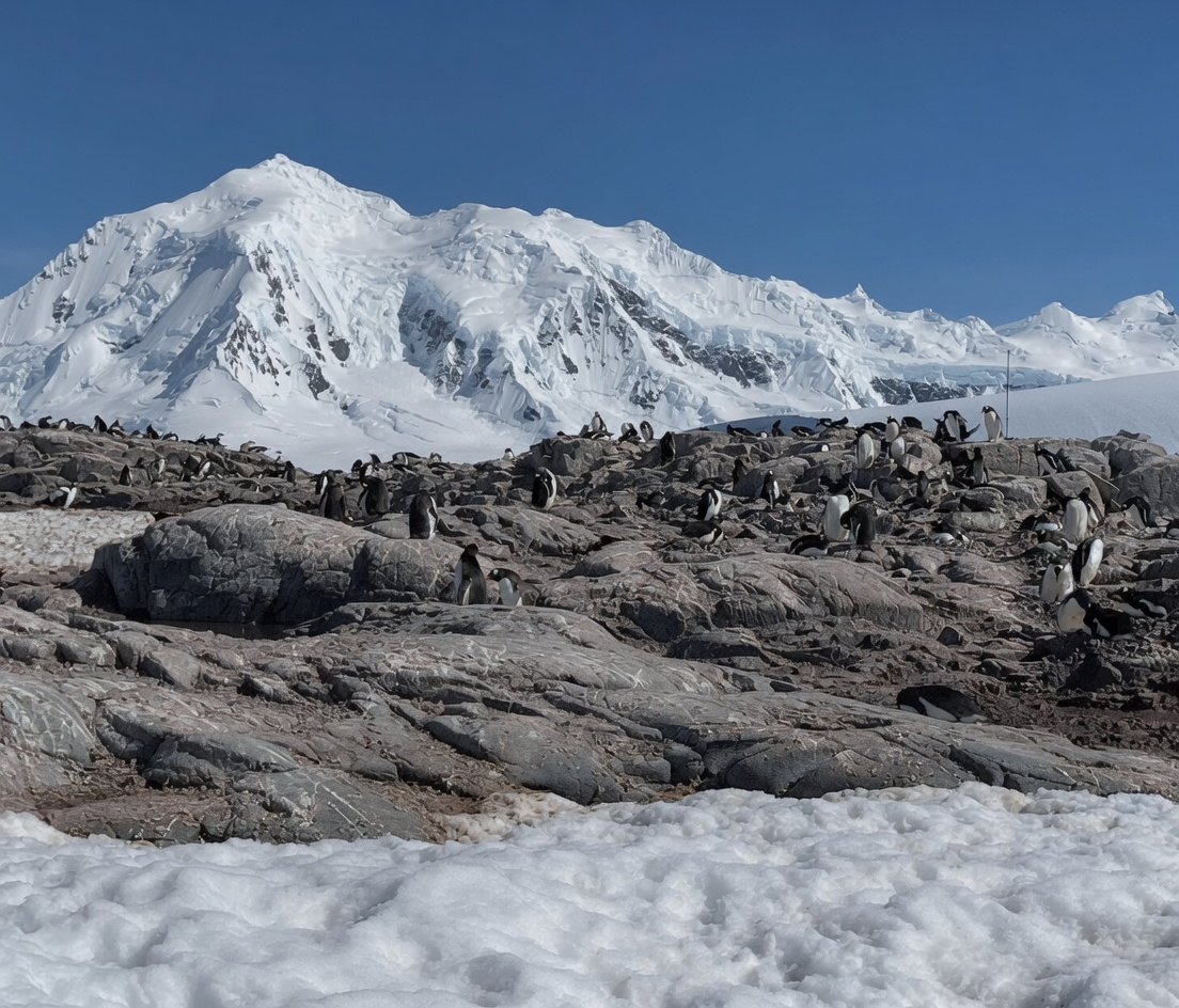 Antarctica Penquins - Photo paper print