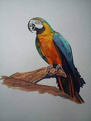 Blue and Gold Macaw — original watercolor, 15x20 inches, matted and wrapped in art quality plastic