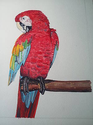 Scarlet Macaw — original watercolor, 15x20 inches, matted and wrapped in art quality plastic