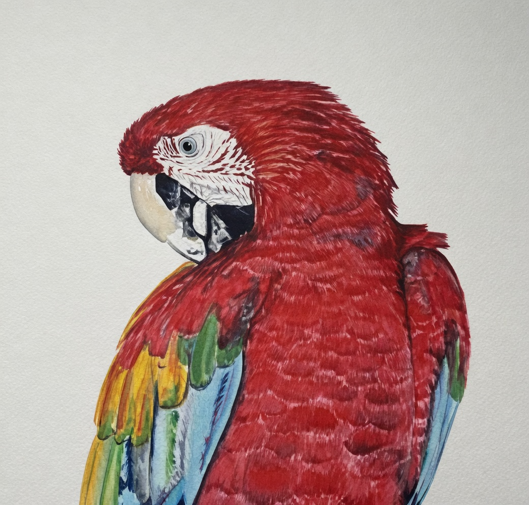 Scarlet Macaw — Original Watercolor